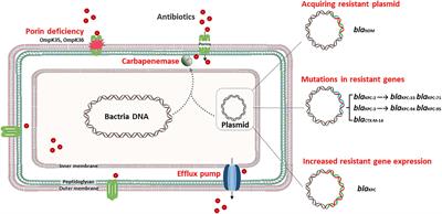 In vivo adaptive antimicrobial resistance in Klebsiella pneumoniae during antibiotic therapy